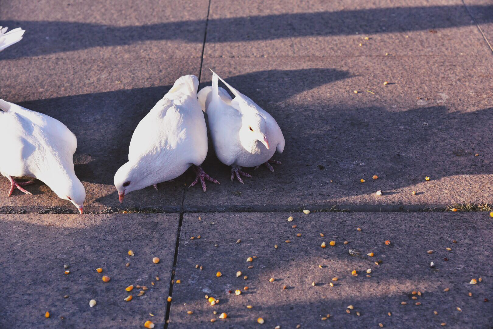 中心广场的小朋友们喂鸽子