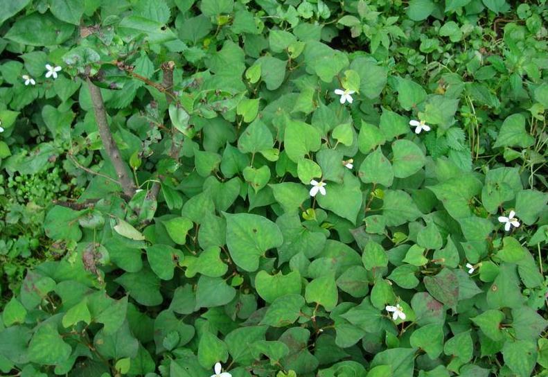 益气,补肾健脾,滋肝明目的功效,对治疗痢疾,疮肿,中暑发热,痱子过多