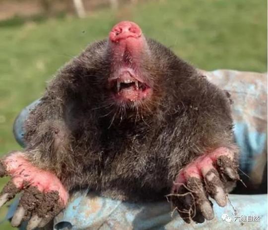 后院天亮之后都是小土洞,原来是这鼹鼠惹的祸