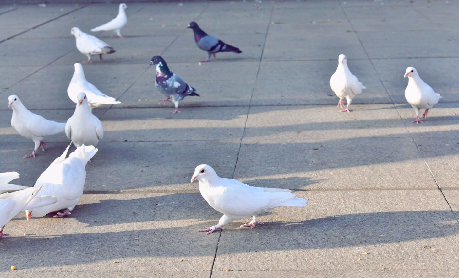 中心广场的小朋友们喂鸽子