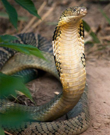 泰国金刚王眼镜蛇: 只吃同类或眼镜蛇, 毒液能喷5米远