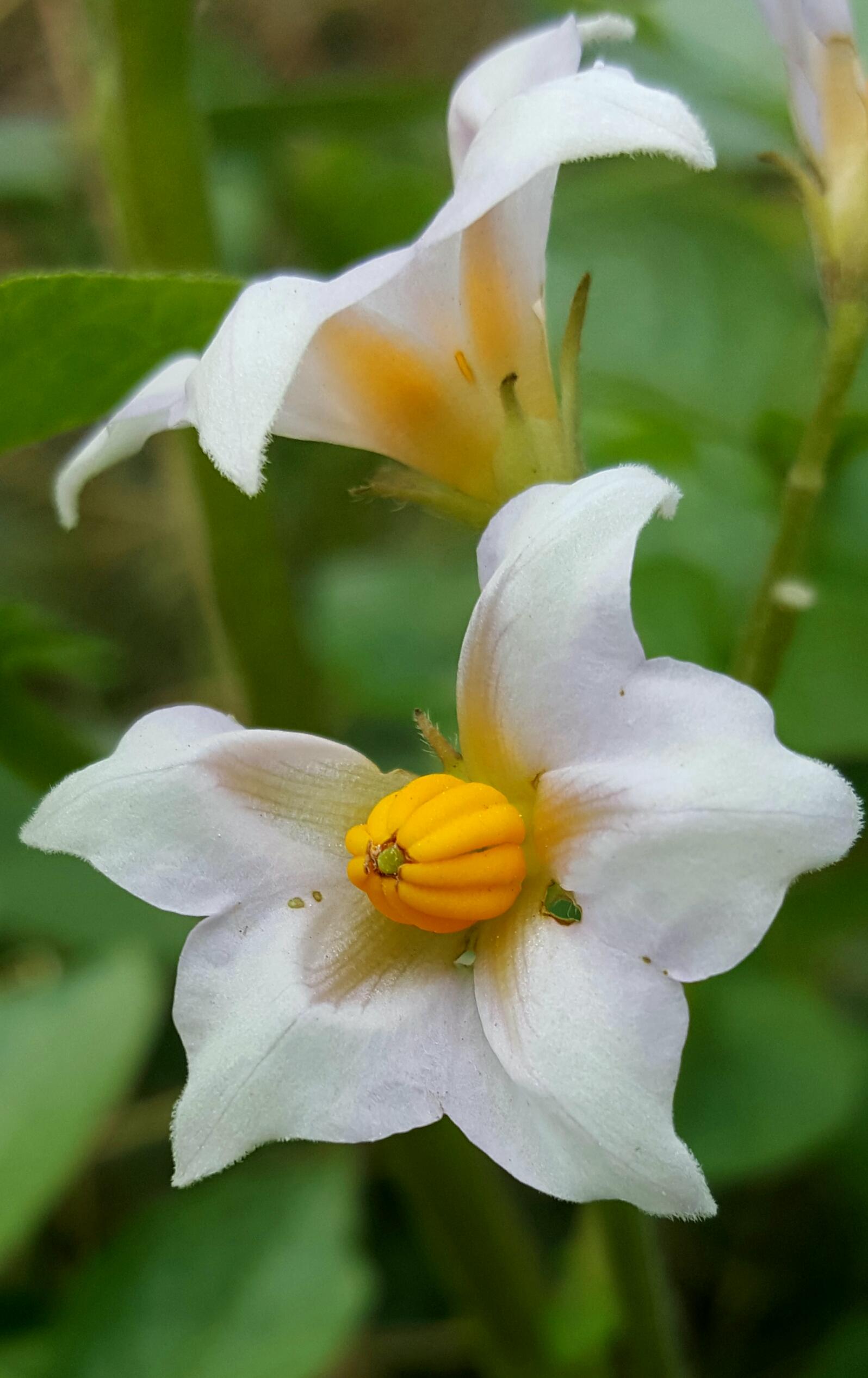 很多人都喜欢吃土豆,你见过土豆开花吗?|土豆_新浪新闻