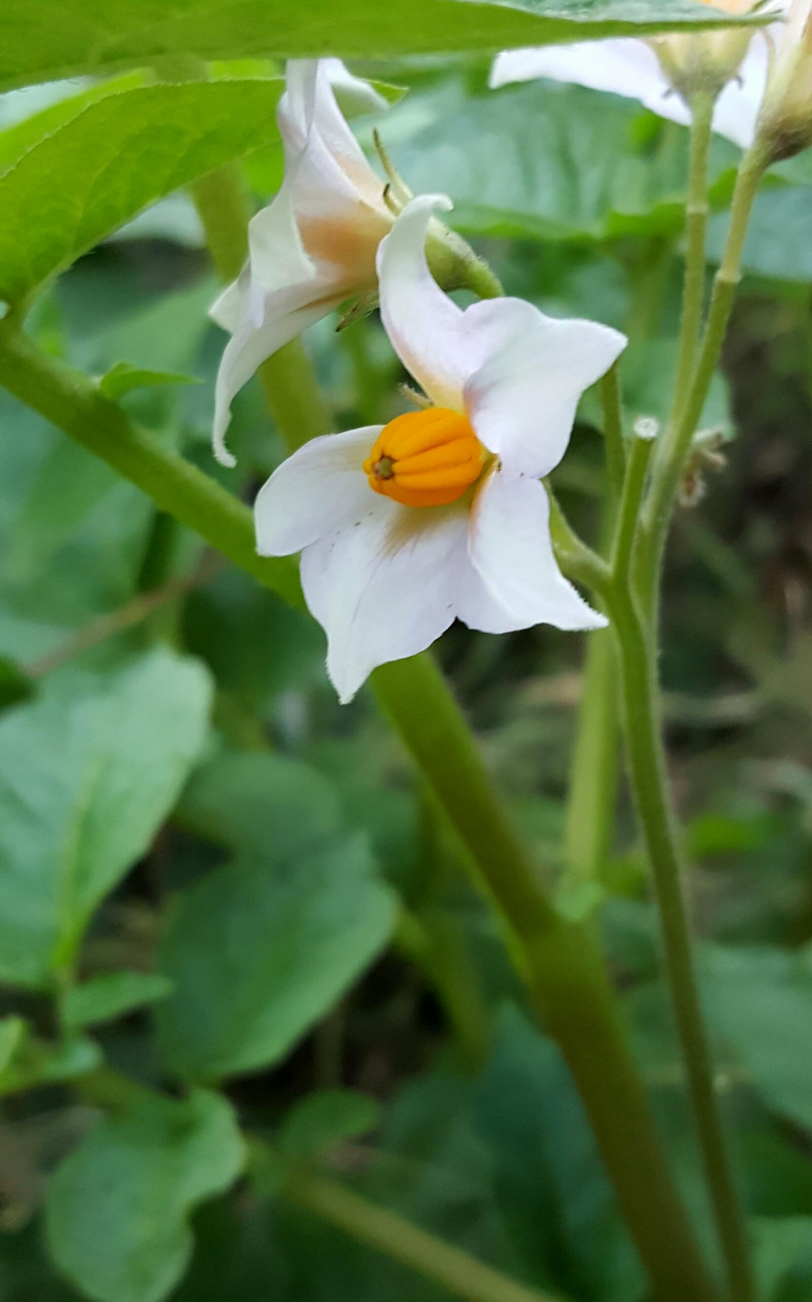 很多人都喜欢吃土豆你见过土豆开花吗