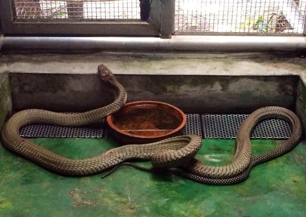 泰国金刚王眼镜蛇: 只吃同类或眼镜蛇, 毒液能喷5米远