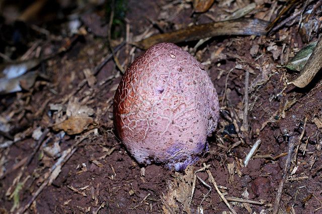 害怕了十几年的蛇蛋,吃起来还真美味,上山捡个几