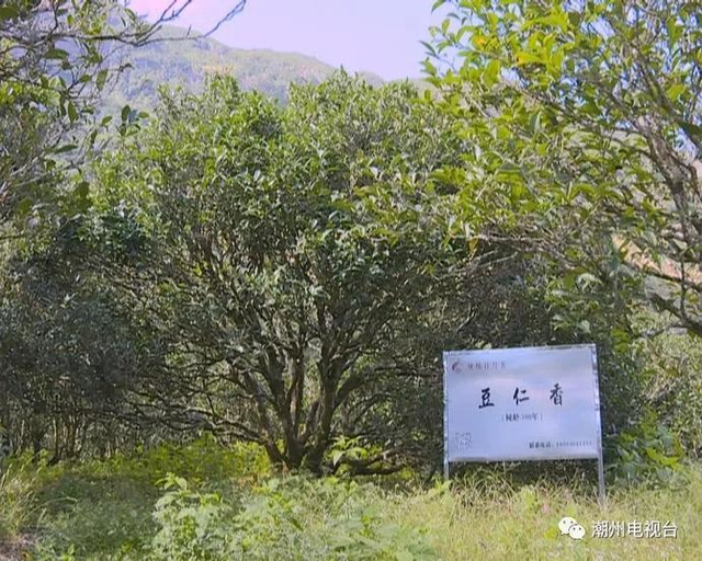 700岁潮州凤凰宋茶枯死将被制成标本|古茶树|凤凰|潮州_新浪新闻