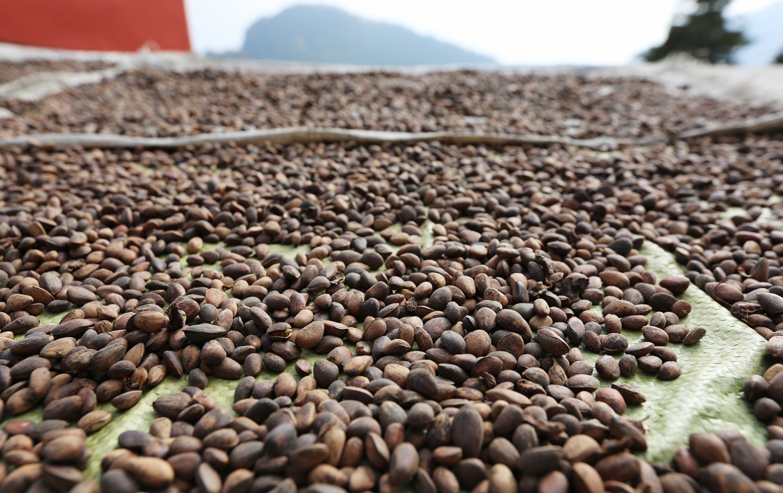 焦之意说:"今天采摘到下午估计能采摘松子30多斤,我们回家好好晒一下