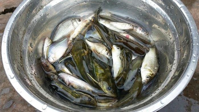 农村毫不起眼的小溪里藏着600一斤的罕见野生鱼