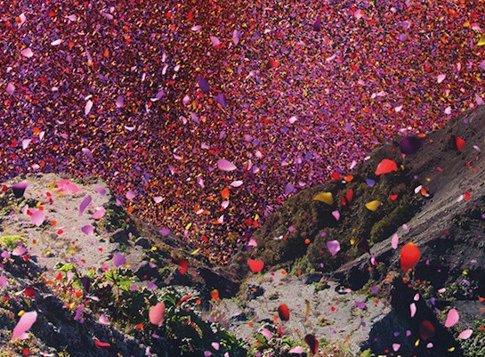 花瓣纷飞的哥斯达黎加