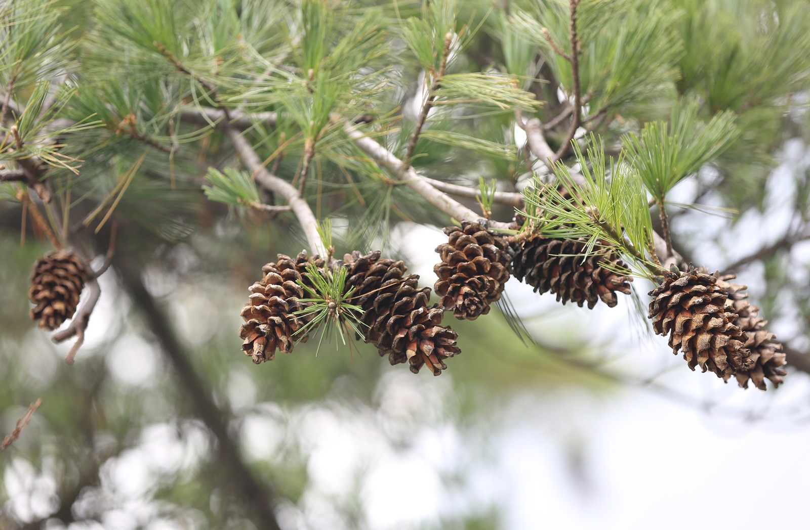 俩兄弟带媳妇深山采松子 徒手爬树堪比猴子