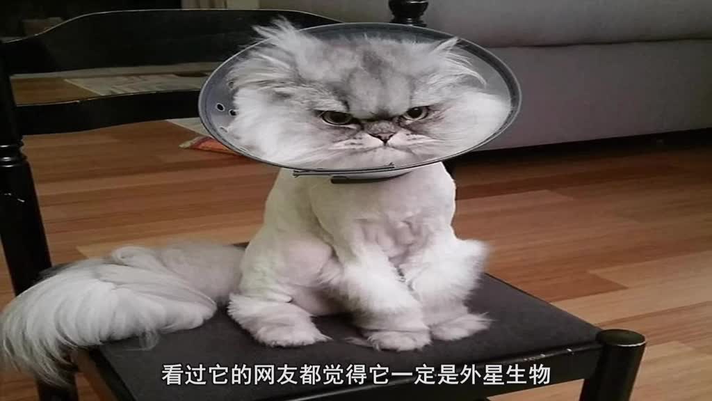 秘密基地惊现"人脸猫",样子让人毛骨悚然,是什么孕育出的?