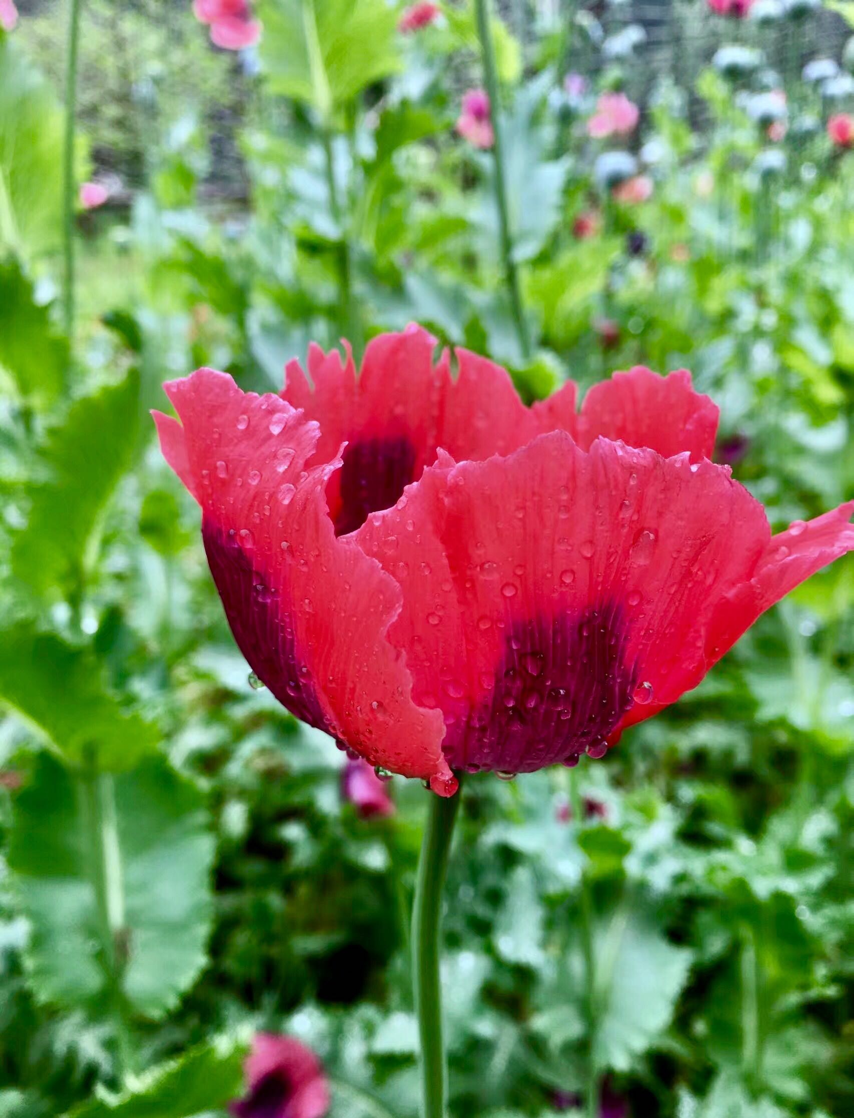 罂粟花,被禁锢的美|罂粟花_新浪新闻