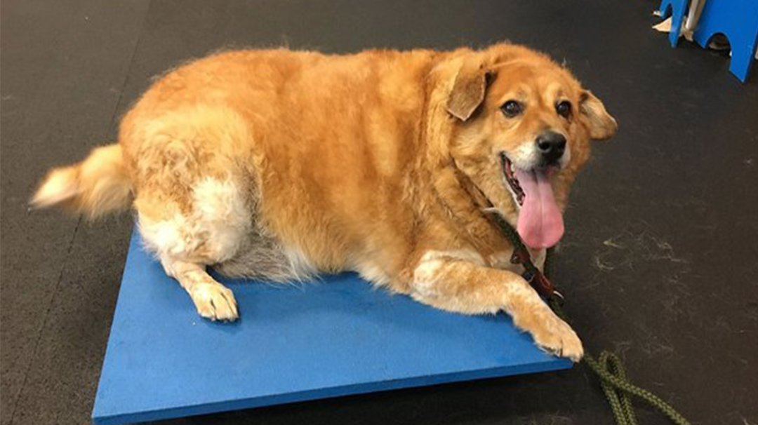 金毛犬被铲屎喂成36公斤胖狗后遭遗弃,努力恢复只为再遇新主人