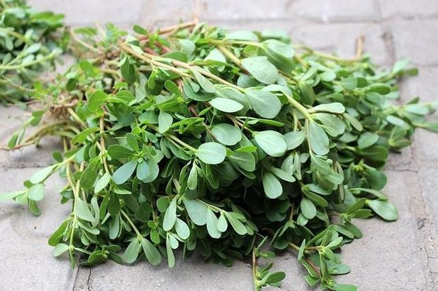 苋菜,又叫迷糊菜,在农村遍地都是,农村人不懂得野菜的药用价值,但特别