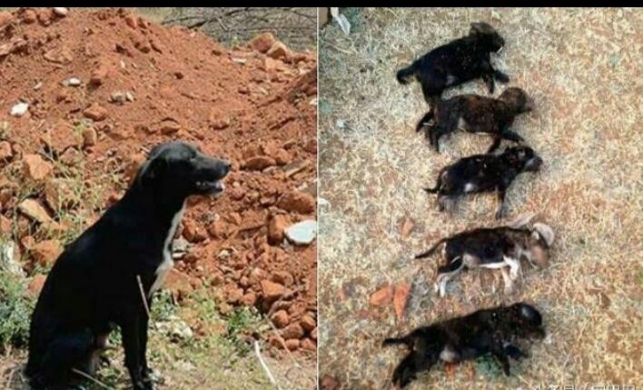 女子当狗妈妈的面摔死狗宝宝,四个月后,始料未及的事情发生了