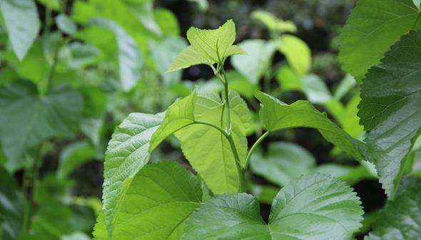高血压最怕这种叶子, 坚持用它泡水喝, 让血压"甘拜下风"
