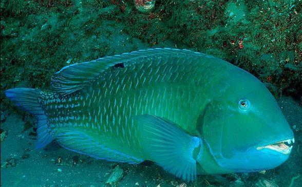 邵氏猪齿鱼 又名黑斑猪齿鱼 石老 邵氏