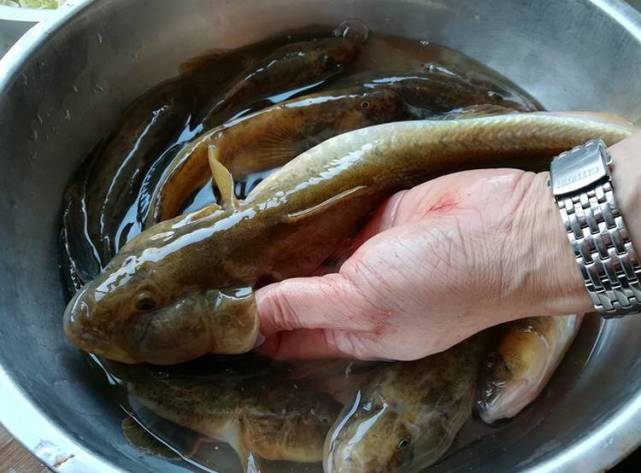 痴狗鱼,是当地的一种叫法,在我们农村不值钱.