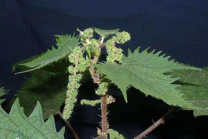 农村人称"霍麻草",碰一下疼三天,也有人称"咬人草"(同步自