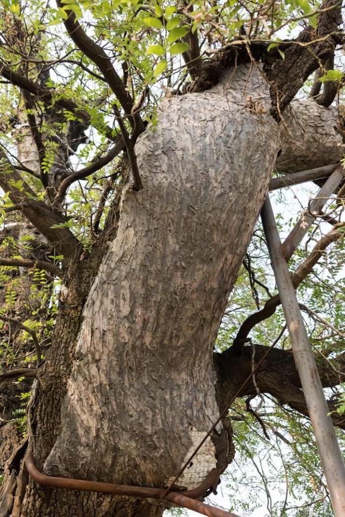 北戴河村这棵老槐树已1370岁靠水泥植皮老的有点让人心疼