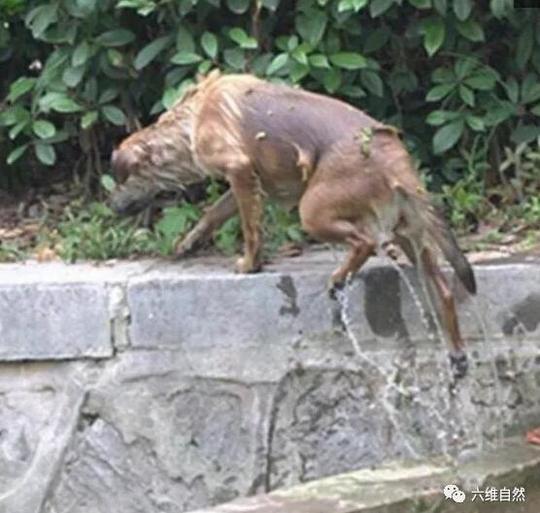 落水狗纵然狼狈却拒人救助独力爬上岸