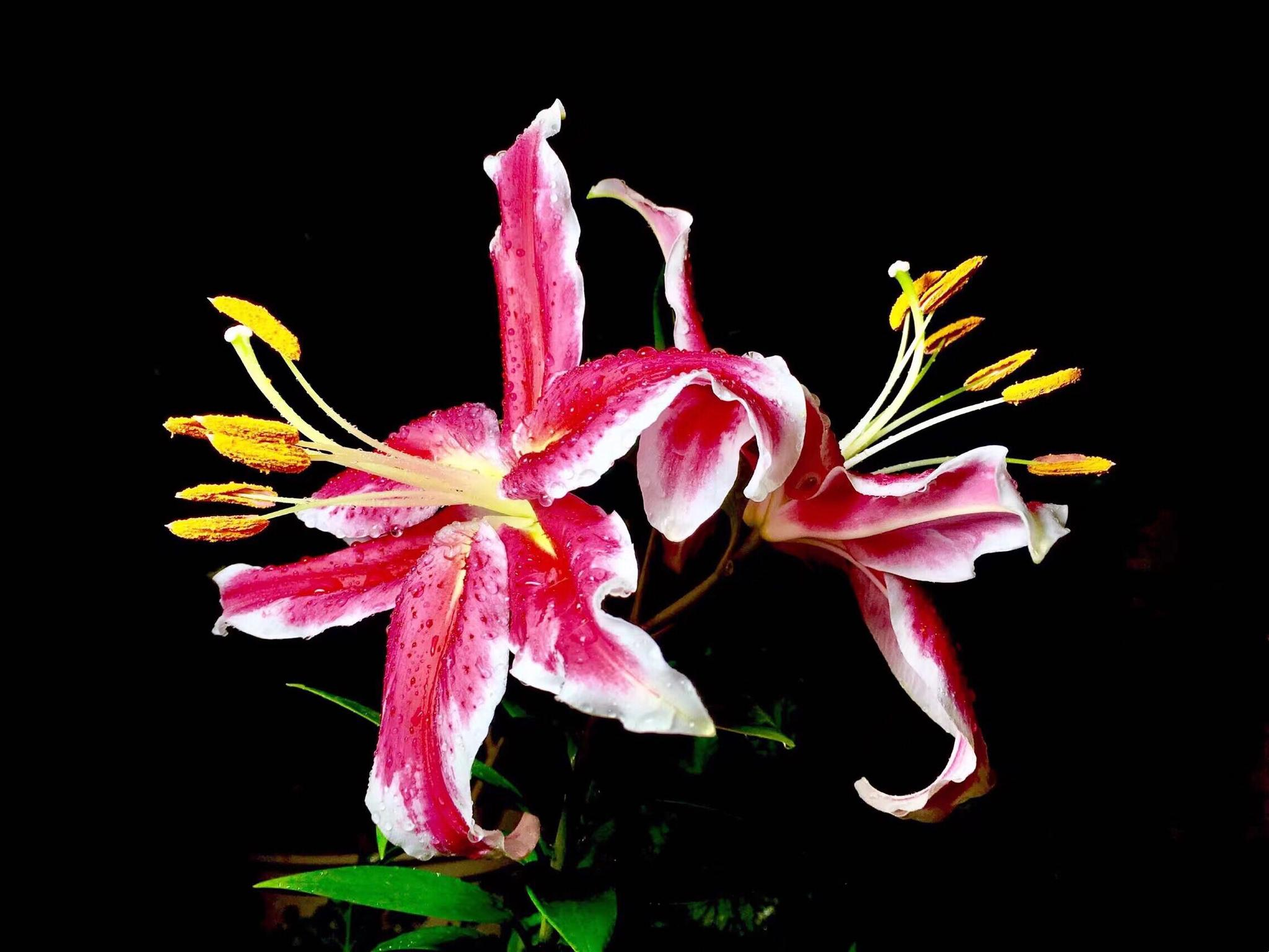 花卉摄影香水百合