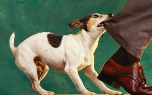 狗狗咬你的裤脚儿是因为喜欢你?看完你还会这么想吗?