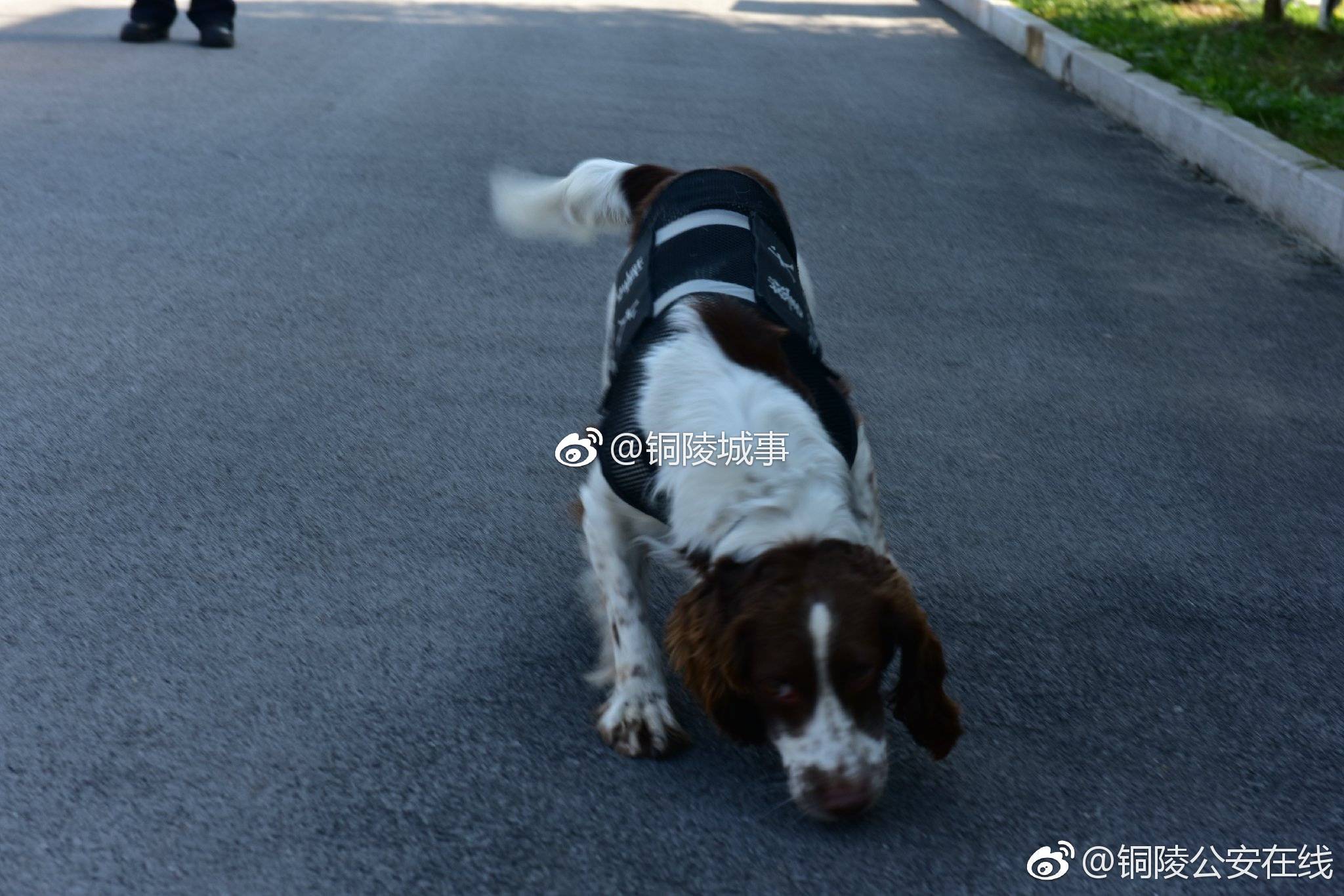 奇兵神犬练本领doge