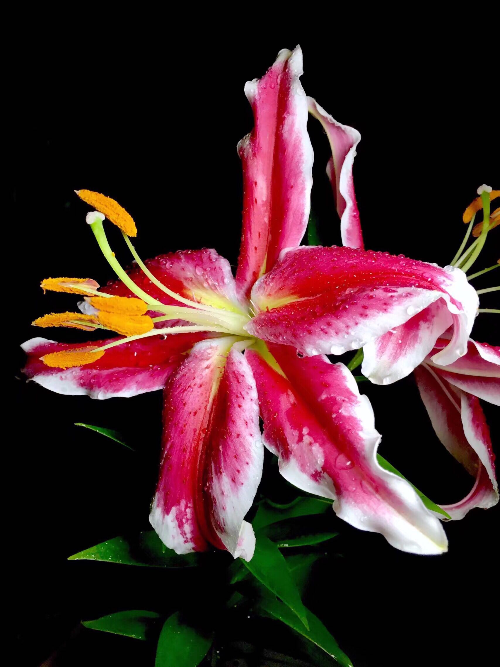 花卉摄影香水百合