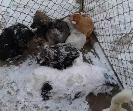 大部分地区进入到了爆冷模式,然而许多流浪动物在寒风中无处"安家"