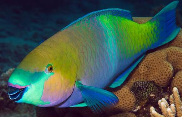 锈色鹦嘴鱼,为辐鳍鱼纲鲈形目隆头鱼亚目鹦哥鱼科的其中一种
