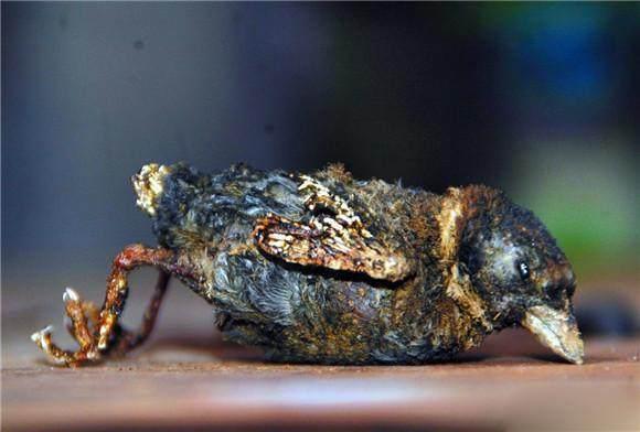 我们的烧烤童年,这些你烤过几个?