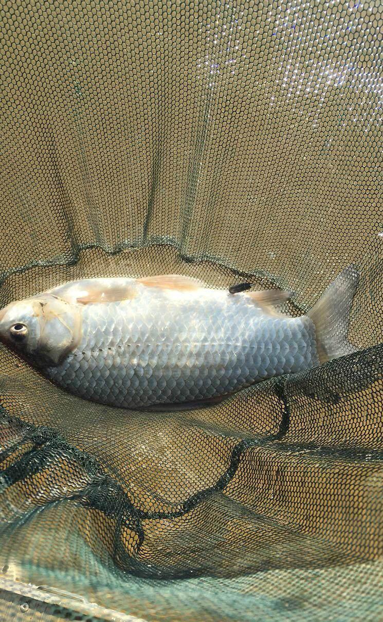 赣江放生数万斤野鱼, 岸边千竿垂钓, 三日内钓光