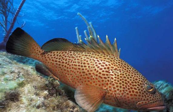 红点石斑鱼,为辐鳍鱼纲鲈形目鲈亚目鮨科的其中一种