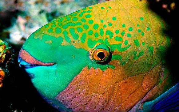 锈色鹦嘴鱼,为辐鳍鱼纲鲈形目隆头鱼亚目鹦哥鱼科的其中一种