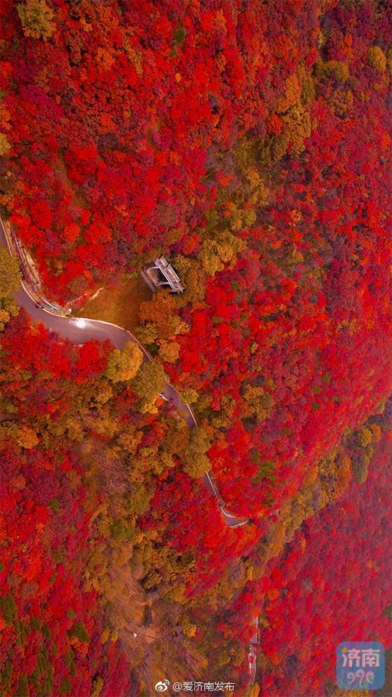 看济南的秋天,万山红遍,层林尽染