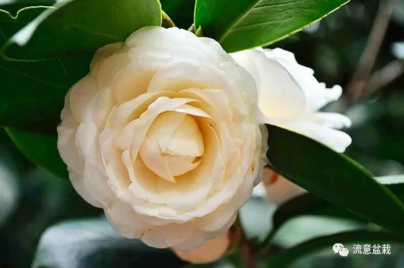 七,花中娇客——茶花