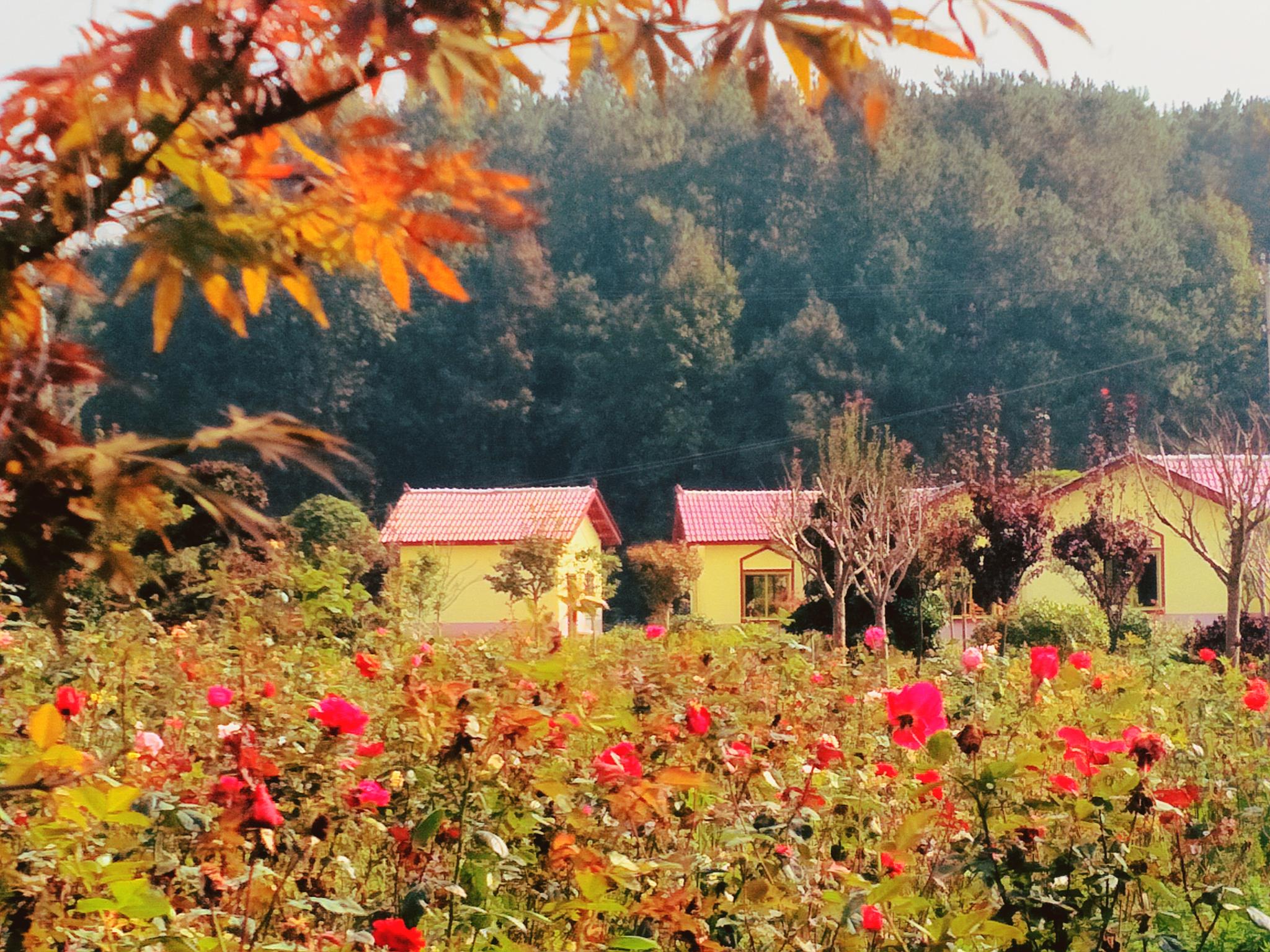 乡村风景,美爆我的家乡