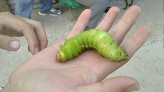 先把豆虫放热水中烫一下,然后加入盐味精 料酒 葱姜末,腌制20分钟