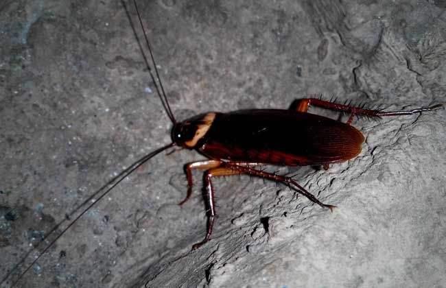 家中看见蟑螂千万不要踩教你几招彻底消灭蟑螂