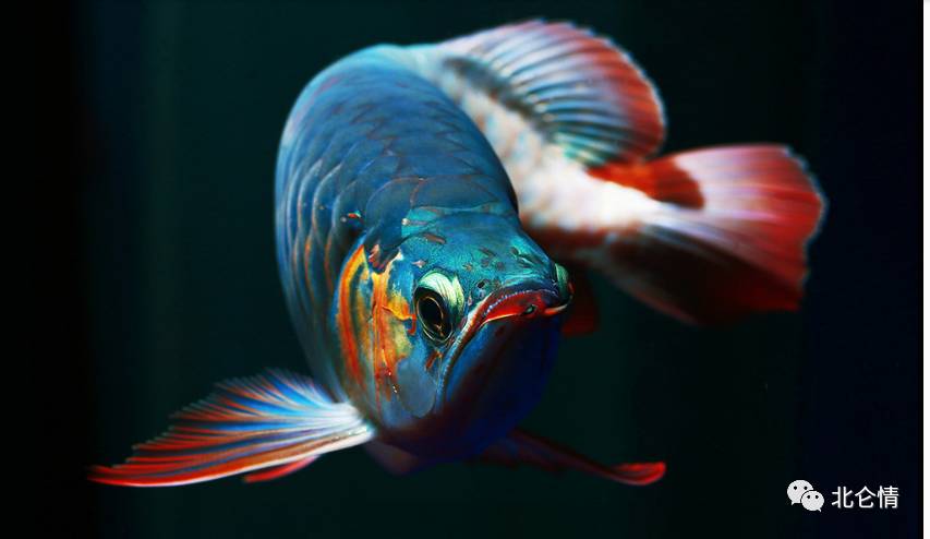 金鳞闪烁红尾摇,高贵的金龙鱼