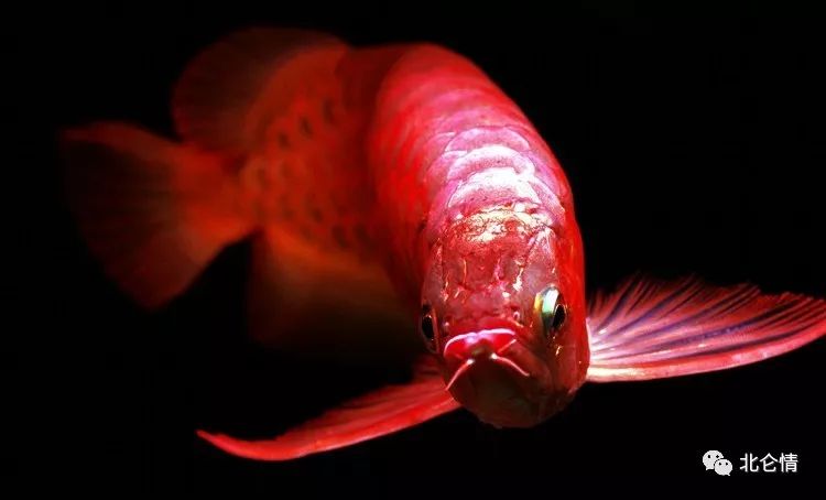 金鳞闪烁红尾摇,高贵的金龙鱼