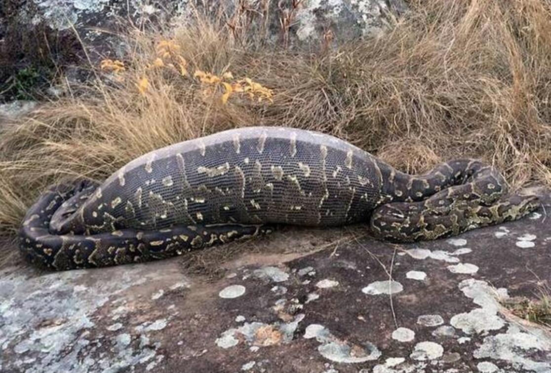 虽然填饱了肚子,却因此付出生命为代价|豪猪|肚子|蟒蛇_新浪新闻