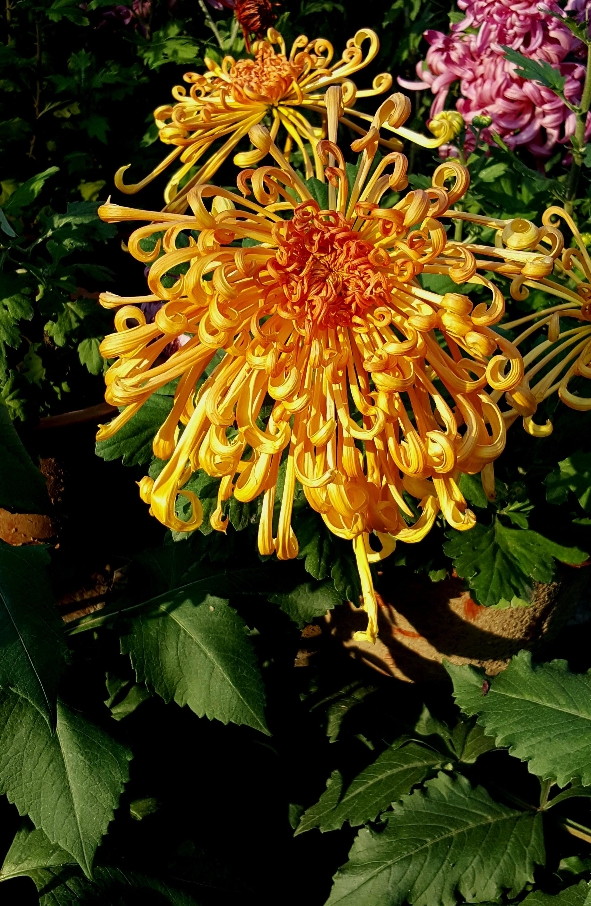 西安兴庆公园菊花绽放