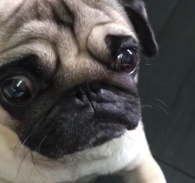 蠢萌巴哥犬发现自己的玩偶被水洗无奈地站在一旁哭鼻子