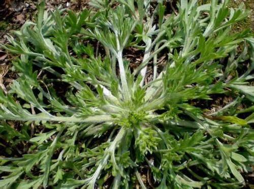 血栓和癌细胞最怕的一种农村野草, 40岁以后要常吃, 很多人不知