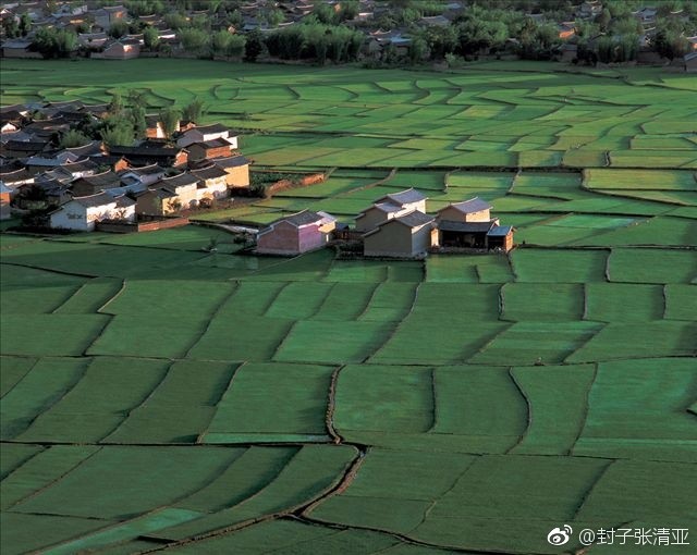 田边地头野花丛丛,河北巨鹿平原乡村游