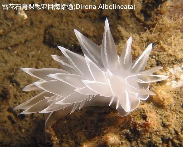 来感受下现实中的二次元生物一个个都像极了精灵
