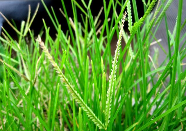 这种农村田里随处可见的杂草,不仅能用来治病,还能预测天气?