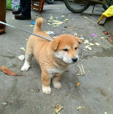 大黄,原来你在这里啊,我以为你绝迹了呢!纯种的中华田园土狗